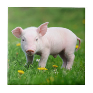 Cute Farm Living Barn Rosa Piglet Kakelplatta