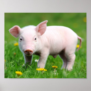 Cute Farm Living Barn Rosa Piglet Poster