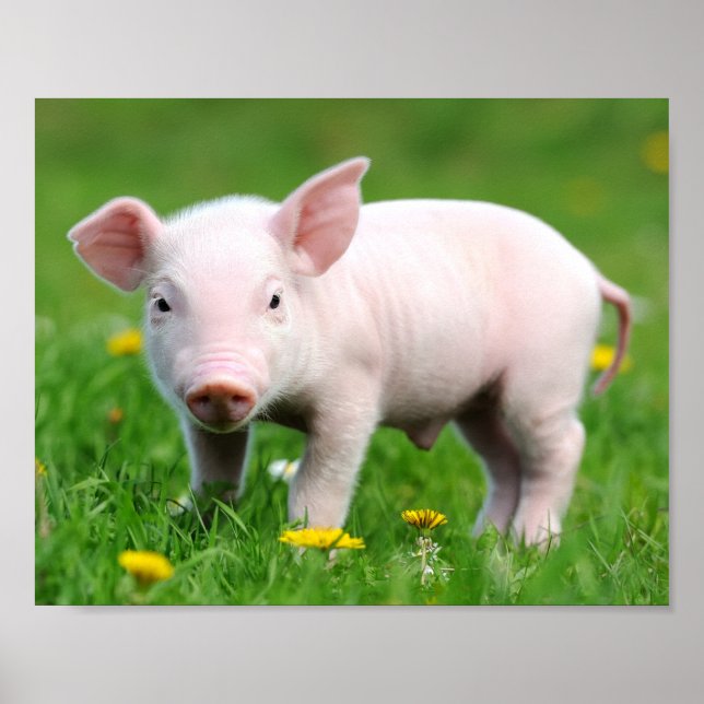 Cute Farm Living Barn Rosa Piglet Poster (Framsidan)
