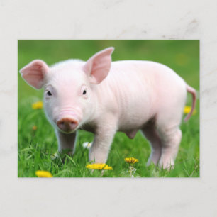 Cute Farm Living Barn Rosa Piglet Vykort