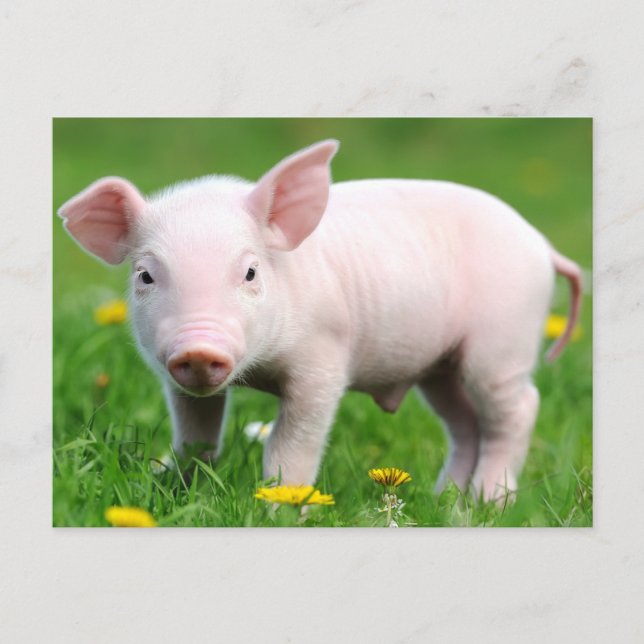 Cute Farm Living Barn Rosa Piglet Vykort (Framsida)