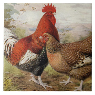 Cute farmhouse tupp hen decor kakelplatta