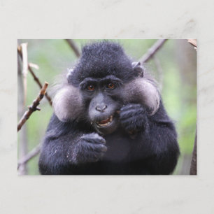 Cute fauna vykort