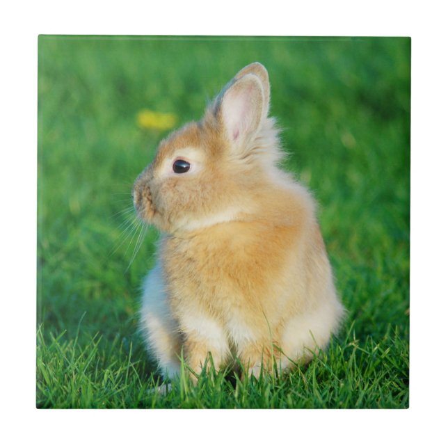 Cute Fawn Bunny Sitta i Grass Kakelplatta (Framsidan)