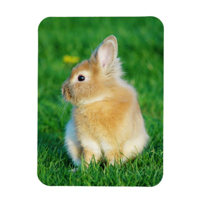 Cute Fawn Bunny Sitta i Grass Magnet (Vertikal)