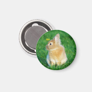 Cute Fawn Bunny Sitta i Grass Magnet