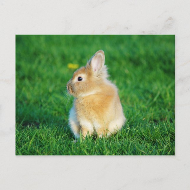 Cute Fawn Bunny Sitta i Grass Vykort (Framsida)