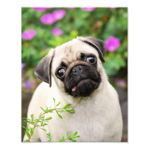 Cute Fawn Färgad Pug Puppy Hund Pet Photo - Fototryck