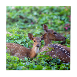 Cute fawn ljugande nere i skogen med mor kakelplatta