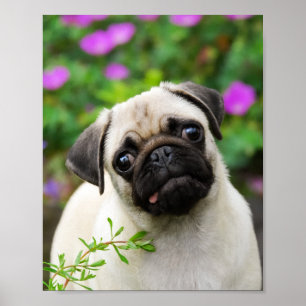 Cute fawn pug-valp poster