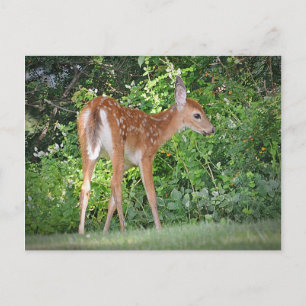 Cute Fawn Vykort