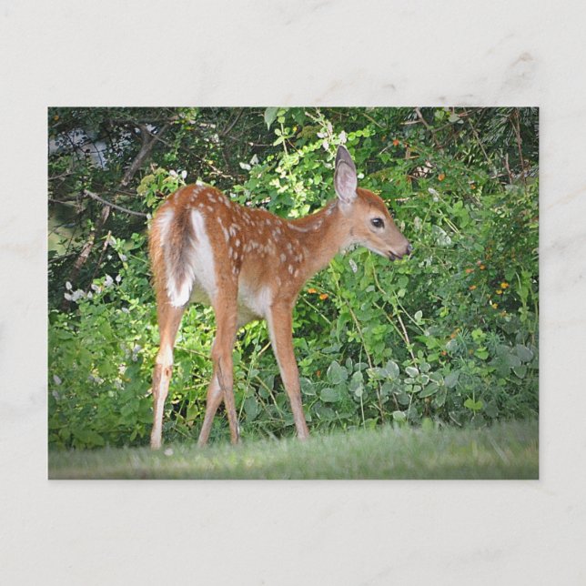 Cute Fawn Vykort (Framsida)