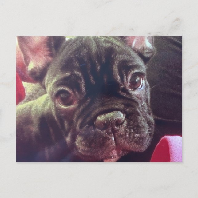 Cute Female Fransk Bulldog Brindle Brown Frenchie Vykort (Framsida)