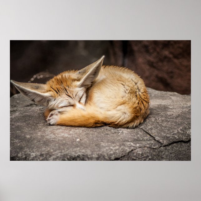 Cute Fennec Fox Poster (Framsidan)