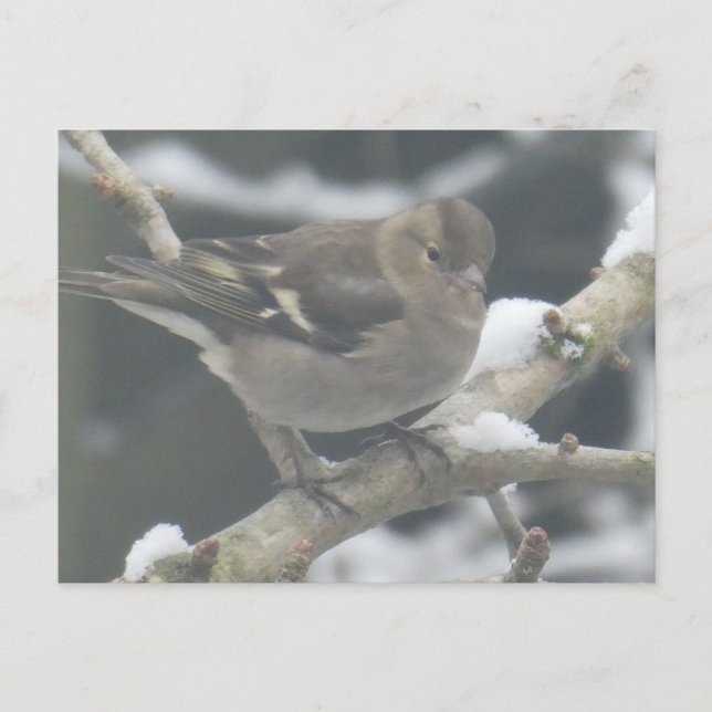 Cute Finch in Snow DIY Postcard Helg Vykort (Framsida)