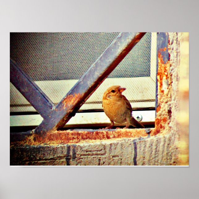 Cute Finch Poster (Framsidan)