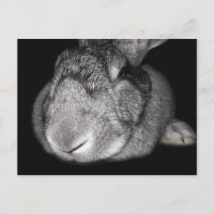 Cute Flemish Giant lite Bunny Kärlek, du! Vykort