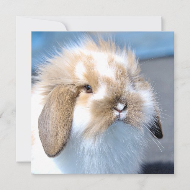 Cute Flemish white och brun kanin (Framsida)