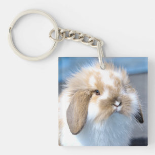 Cute Flemish white och brun kanin