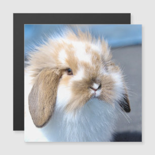 Cute Flemish white och brun kanin