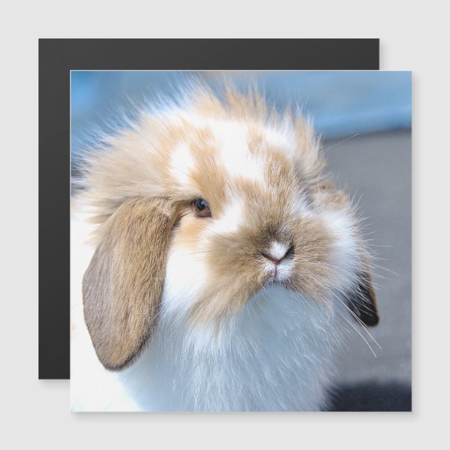 Cute Flemish white och brun kanin (Fram/baksida)