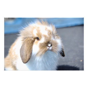 Cute Flemish white och brun kanin Fototryck