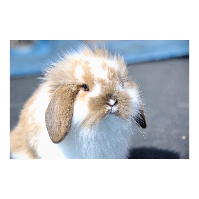 Cute Flemish white och brun kanin Fototryck (Framsidan)