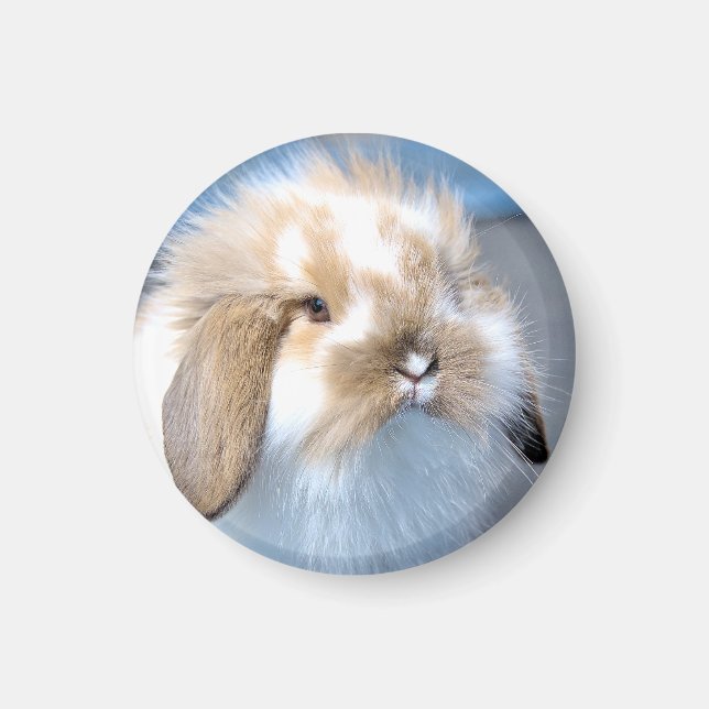 Cute Flemish white och brun kanin Magnet (Framsidan)