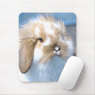 Cute Flemish white och brun kanin Musmatta