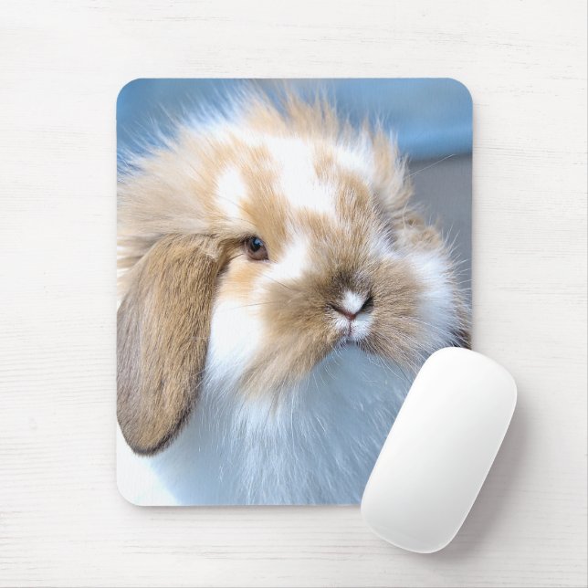 Cute Flemish white och brun kanin Musmatta (Med mus)