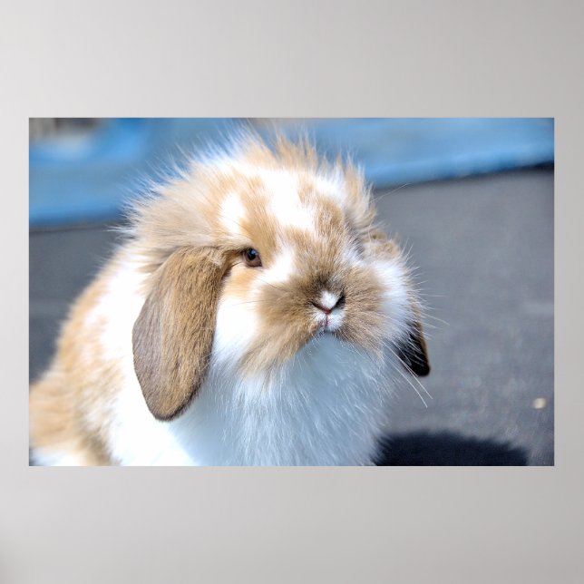 Cute Flemish white och brun kanin Poster (Framsidan)