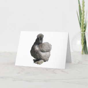 Cute Fluffy Blue Silkie Chicken Kort