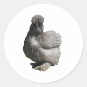 Cute Fluffy Blue Silkie Chicken Runt Klistermärke