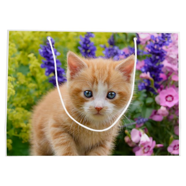 Cute Fluffy Ginger Baby Cat Kitten i Flowers Pet (Baksidan)