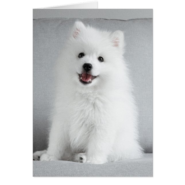 Cute Fluffy Japanese Spitz Puppy Hälsningskort (Framsidan)