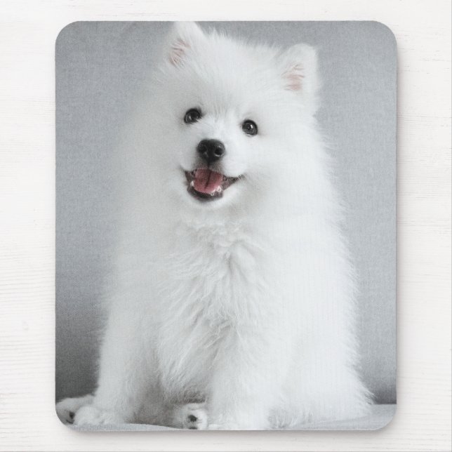 Cute Fluffy Japanese Spitz Puppy Musmatta (Framsidan)
