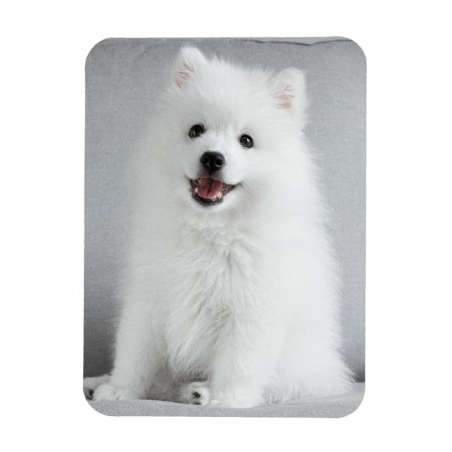 Cute Fluffy Japansk spitz Puppy Magnet (Vertikal)