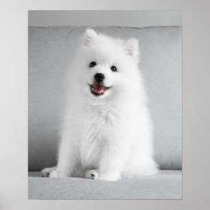 Cute Fluffy Japansk spitz Puppy Poster