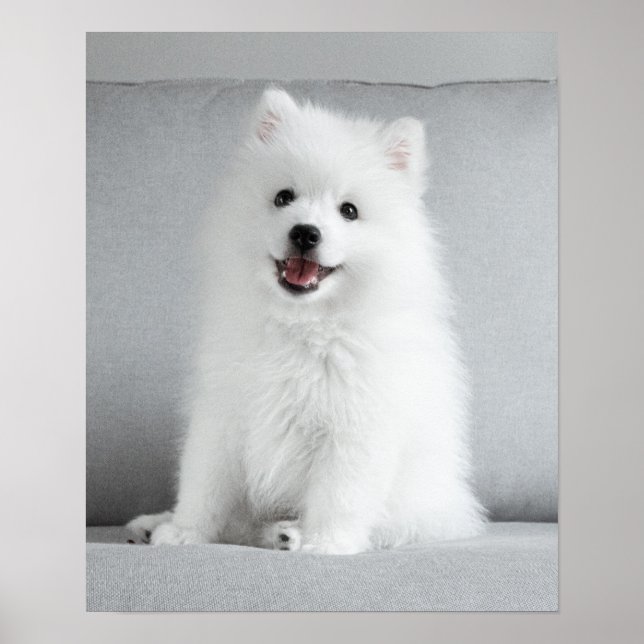 Cute Fluffy Japansk spitz Puppy Poster (Framsidan)