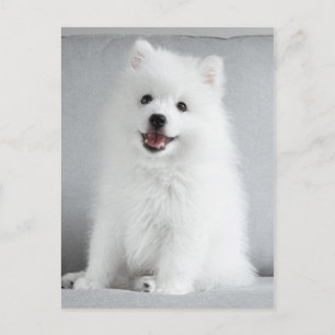 Cute Fluffy Japansk spitz Puppy Vykort