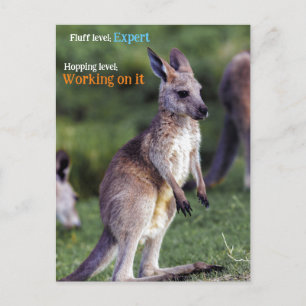 Cute fluffy joey Kangaroo Helg Vykort