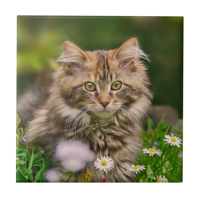 Cute Fluffy Maine Coon Kitten Cat Animal Photo — Kakelplatta (Framsidan)