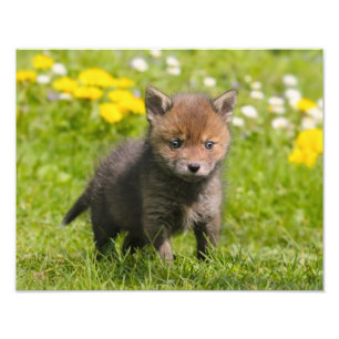 Cute Fluffy Red Fox Unge Vild Animal Baby - Fototryck