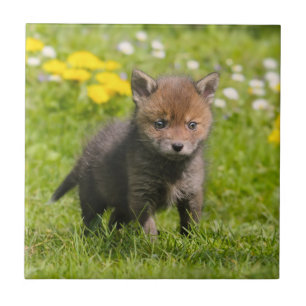 Cute Fluffy Red Fox Unge Vild Baby djur, keramiskt Kakelplatta