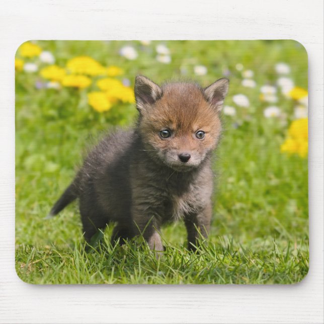 Cute Fluffy Red Fox Unge Vild Baby djur Photo - Musmatta (Framsidan)