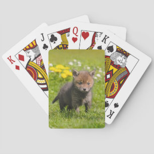 Cute Fluffy Red Fox Unge Vild Baby djur, spelar Spelkort