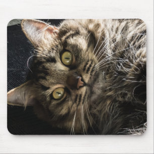 Cute Fluffy Tabby katt Musmatta