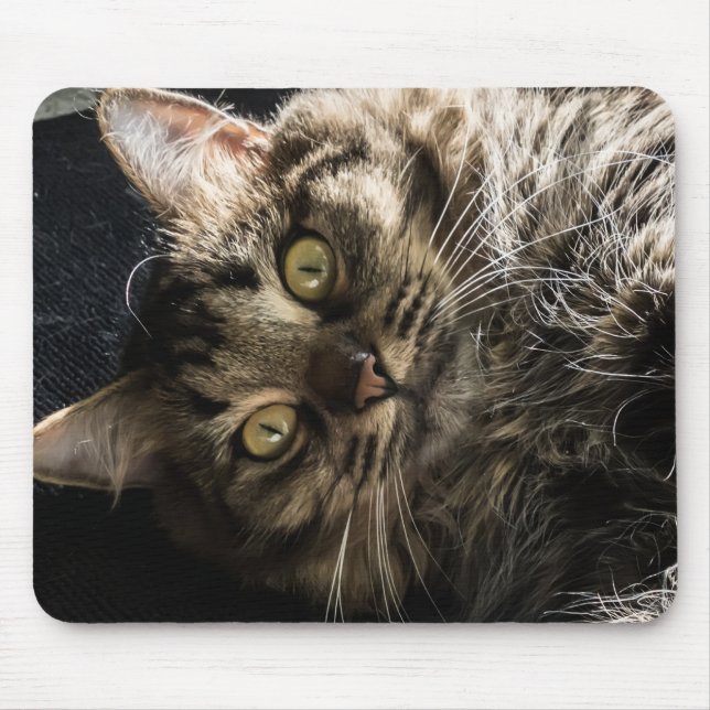 Cute Fluffy Tabby katt Musmatta (Framsidan)