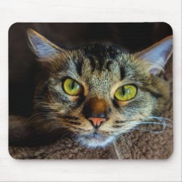 Cute Fluffy Tabby katt Musmatta