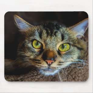 Cute Fluffy Tabby katt Musmatta